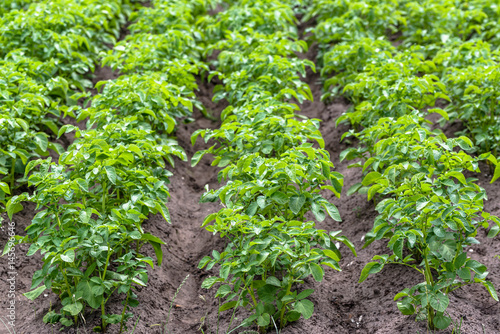 Green potato rows on field in the summer  cultivation of potatoes.