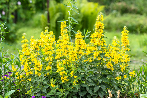 Beautiful summer flowers in the garden - yellow loosestrife, (Lysimachia punctata) photo