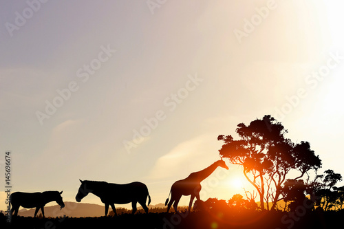 Fototapeta Naklejka Na Ścianę i Meble -  Natural Safari landscape in lights of sunset