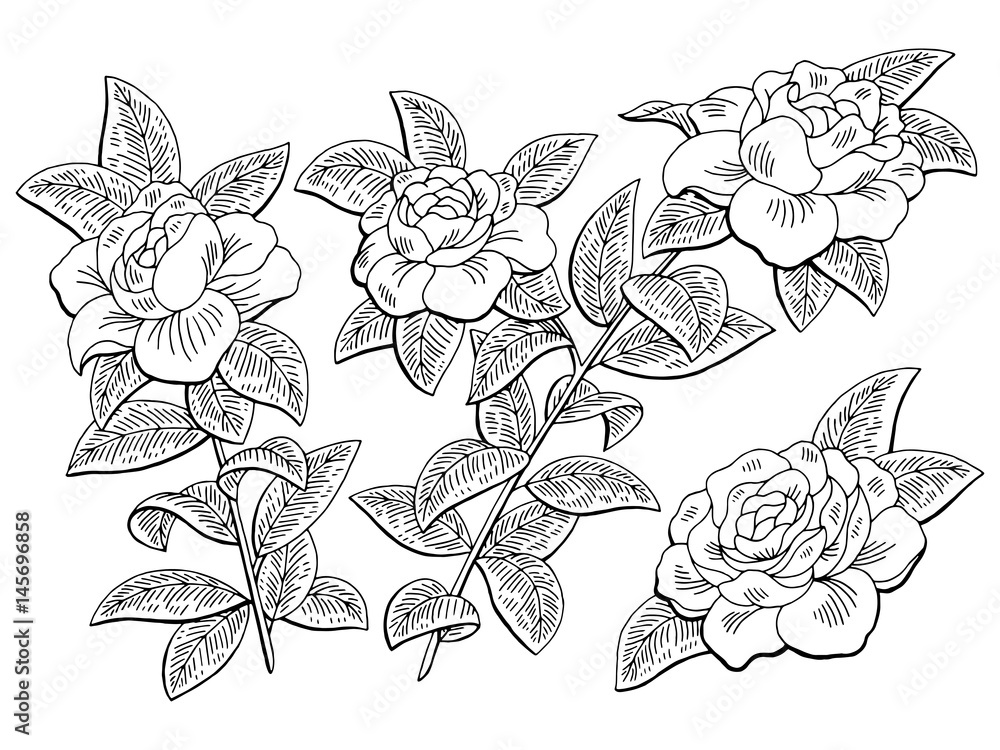 Naklejka Gardenia flower branch graphic black white isolated sketch illustration vector