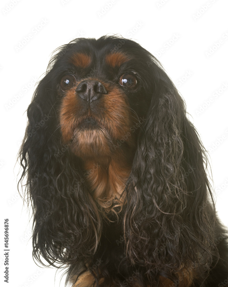 cavalier king charles