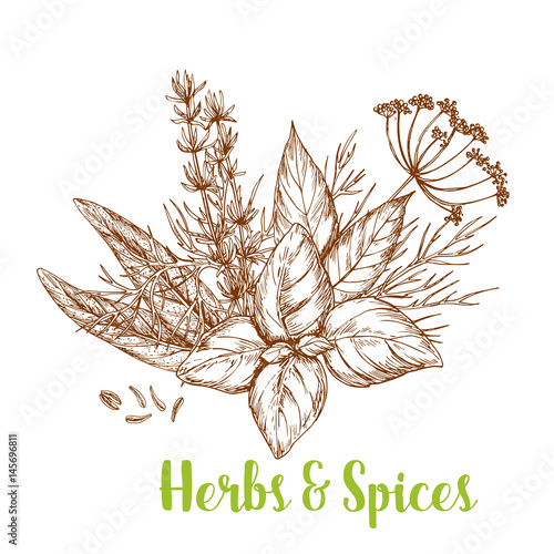 Fresh herbs and spices sketch. Basil, rosemary, thyme, dill, bay leaf, cumin, and sage isolated bunch of culinary herbs for greengrocery and spice shop label, food packaging design