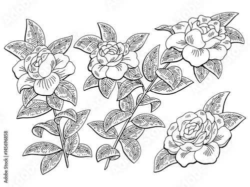 Gardenia flower branch graphic black white isolated sketch illustration vector