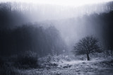 misty morning landscape with tree