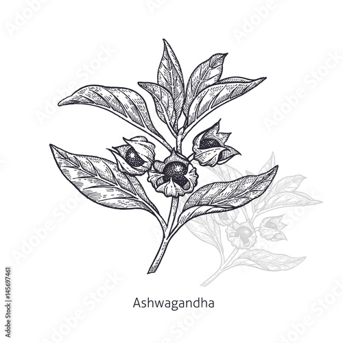 Medical plant Ashwagandha.