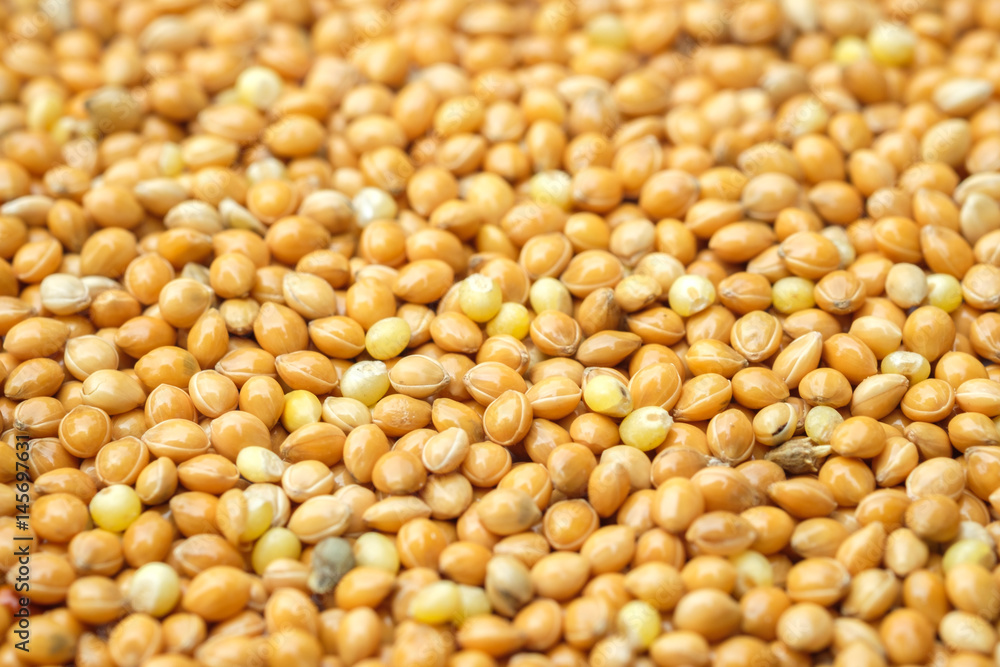 close up seed for bird food, birdseed background close up seed for bird food, birdseed background