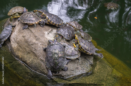 Group of red eared turtles on a gray stone in a pond