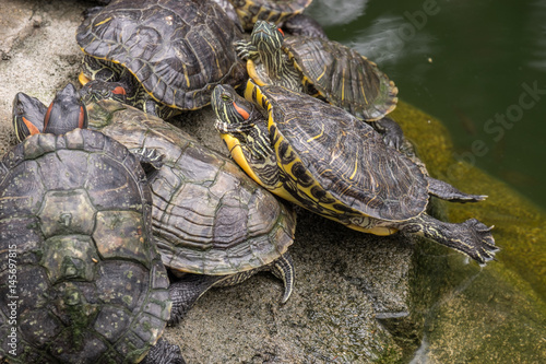 Group of red eared turtles on a gray stone in a pond