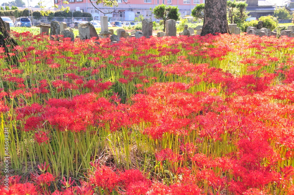 彼岸花 彼岸花