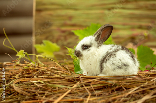 Cute rabbit sitting in hay and green leaves