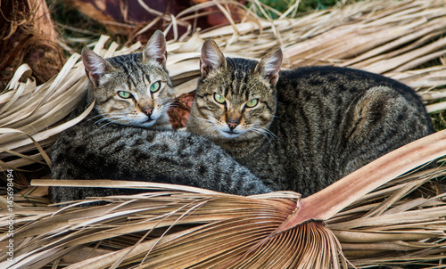 Cats, Greece