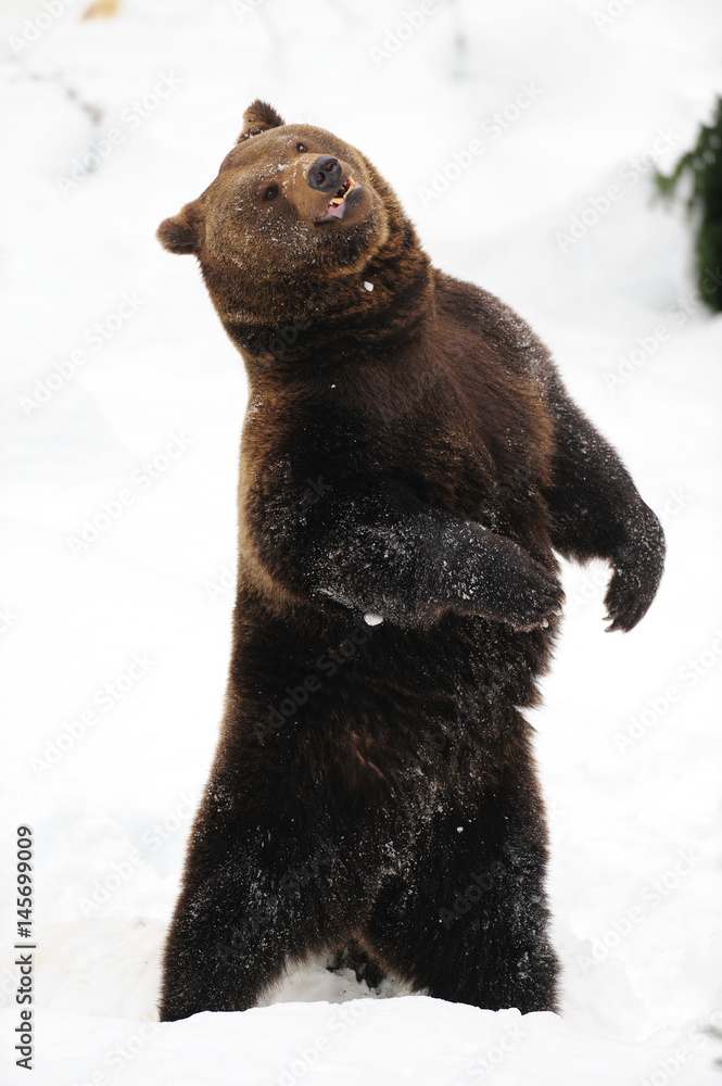 Obraz premium Braunbär tanzt im Schnee und hat Spaß, Winter