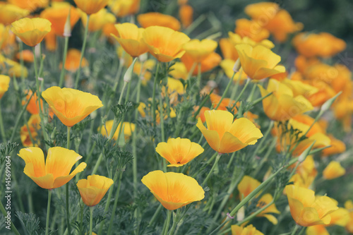 Orange poppy flowers. Nature background