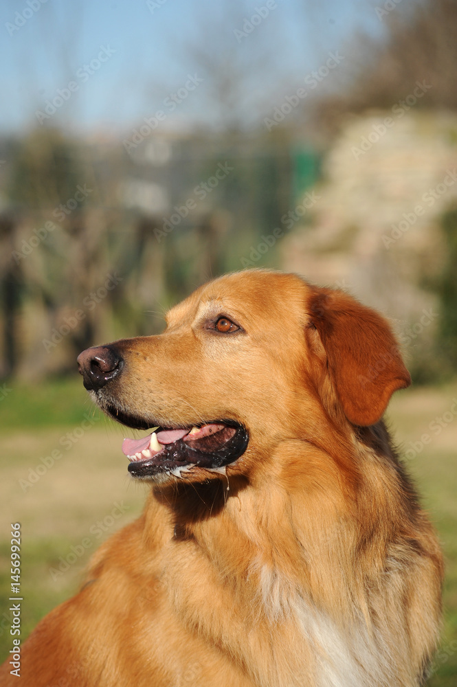 Portrait of Hovawart Dog