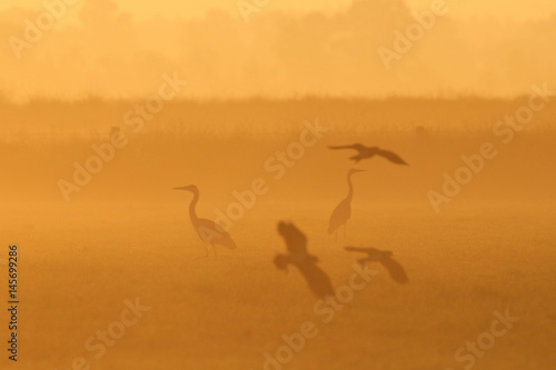 Graureiher und Kiebitze im Morgennebel