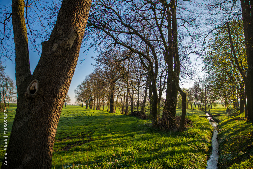 Obraz premium Bäume