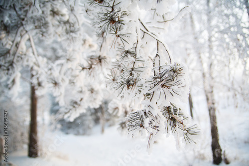 Spruce in the snow © Alexandra Selivanova