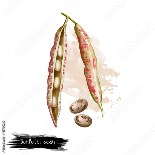 Borlotti bean. Digital art illustration of cranberry beans, Roman saluggia rosecoco bean. Phaseolus vulgaris. Organic healthy food. Vegetable bean with splashes. Hand drawn. Clip art graphic design photo