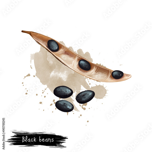 Black beans isolated on white background. Digital art illustration of adzuki bean Vigna angularis azuki or aduki, or red mung bean. Organic healthy food. Hand drawn. Clip art graphic design photo