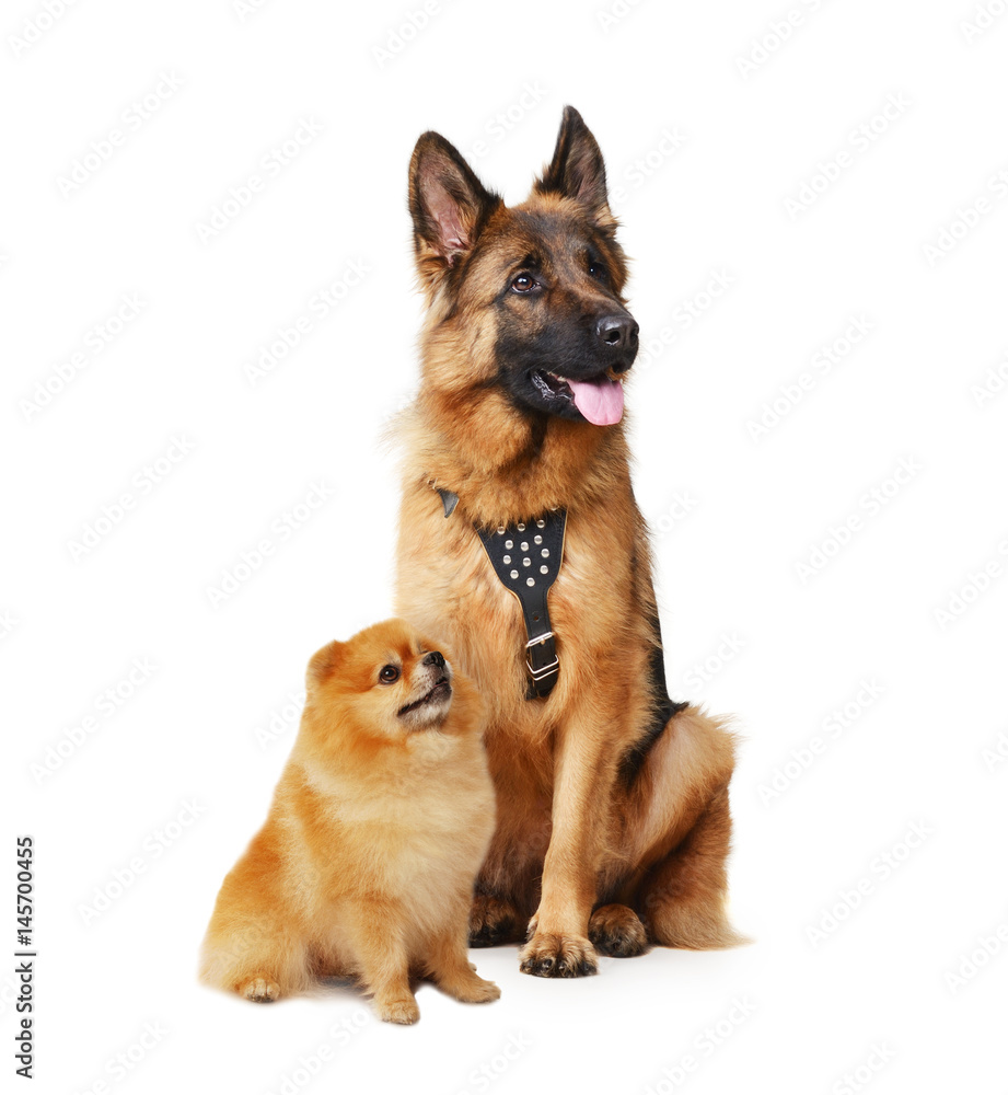 Studio portrait of Junior german shepherd and pomeranian. Big and small dogs isolated on a white background.