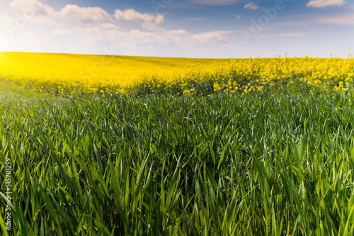 Yellow oilseed rape field and green young wheat under the blue bright  sky