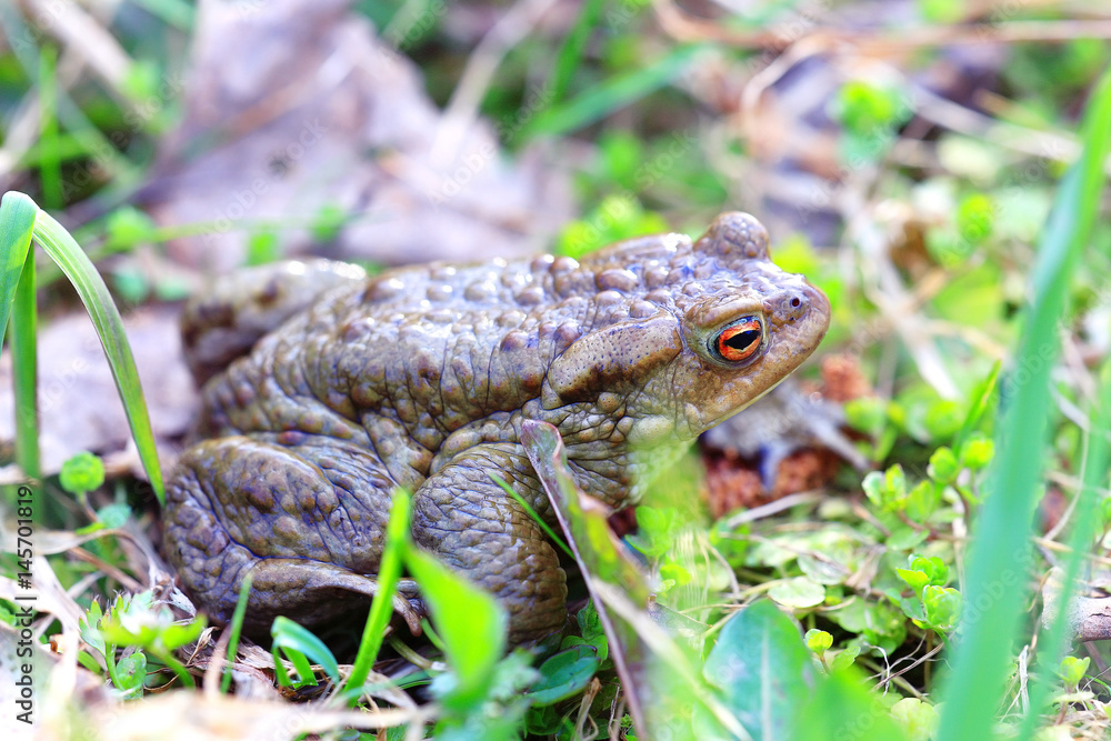 frog grass muzzle wildlife macro frog grass muzzle wildlife macro