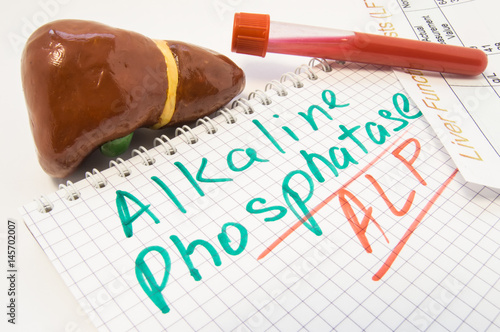 Liver figure, test tubes with blood, liver function test result are near inscription Alkaline Phosphatase ALP. Value of Alkaline Phosphatase as lab indicator in biochemistry, its levels and functions photo