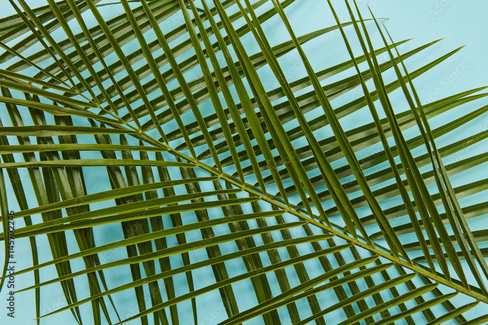 Palm leaves isolated Palm leaves isolated