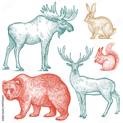Forest animals bear, deer, elk, squirrel and hare illustration.