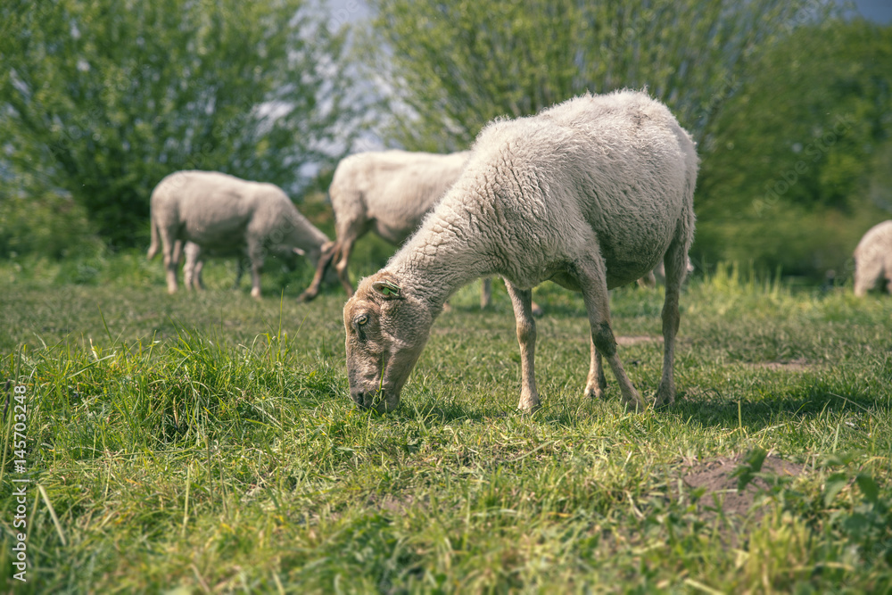 Close-up of a cute little sheep Close-up of a cute little sheep