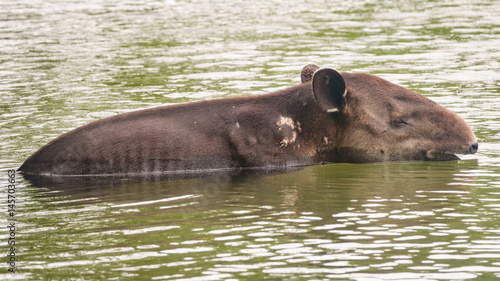 Wild wounded tapir crossing a river