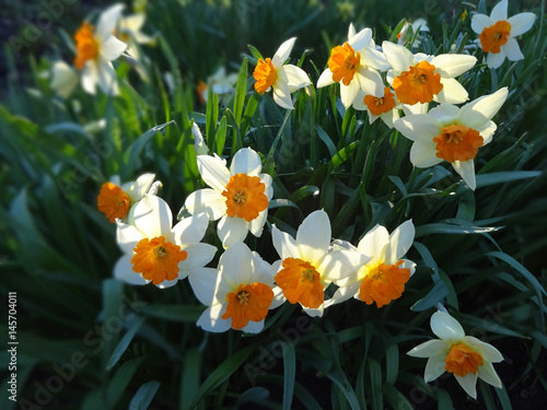 Fototapeta Naklejka Na Ścianę i Meble -  цветение красивых нарциссов на клумбе в весенний солнечный день