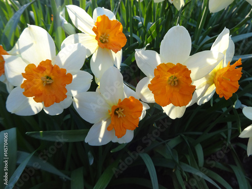 Fototapeta Naklejka Na Ścianę i Meble -  цветение красивых нарциссов на клумбе в весенний солнечный день