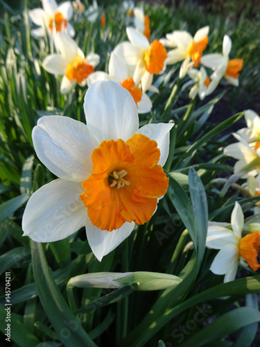 beautiful daffodils blooming in the flowerbed in spring Sunny day
