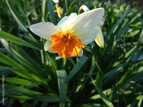 Fototapeta Naklejka Na Ścianę i Meble -  beautiful daffodils blooming in the flowerbed in spring Sunny day