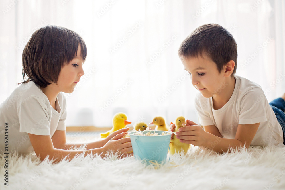 Cute little children, boy brothers, playing with duckling springtime Cute little children, boy brothers, playing with duckling springtime