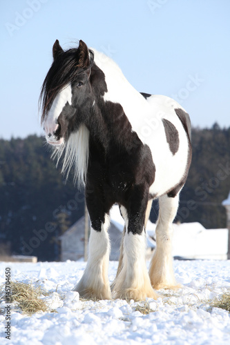 Fototapeta Naklejka Na Ścianę i Meble -  Nice irish cob stallion in winter
