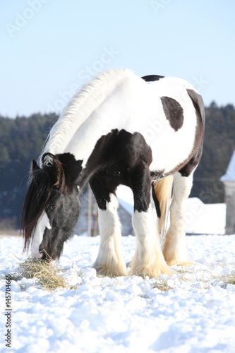 Nice irish cob stallion in winter © Zuzana Tillerova