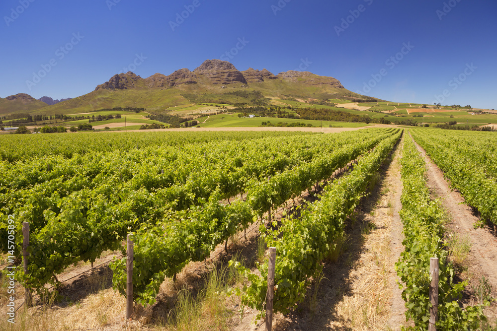 Vineyards near Stellenbosch in South Africa