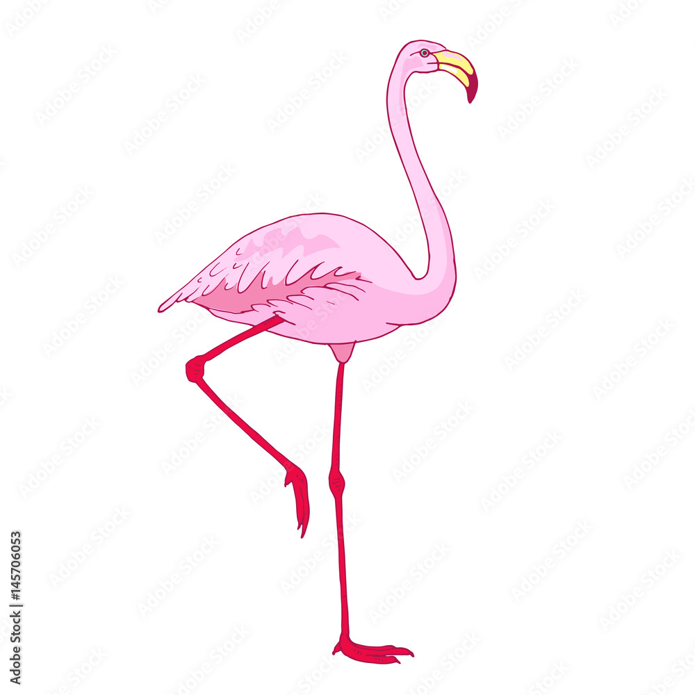 7800 Flamingo Drawing Stock Photos Pictures  RoyaltyFree Images   iStock  Flamingo illustration