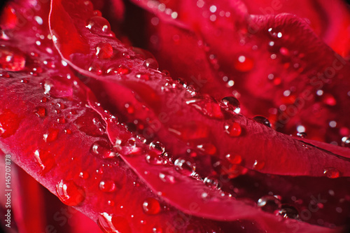 Red rose with dew drops as a background. Red rose macro