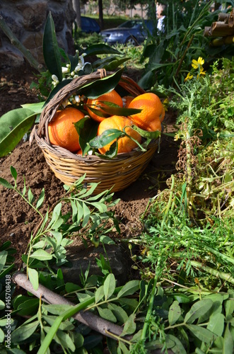 Close-up of oranges in wicker basket 