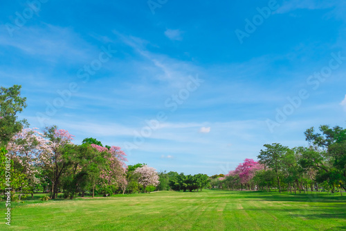 Flowers of pink trumpet trees are blossoming in  Public park of Bangkok  Thailand