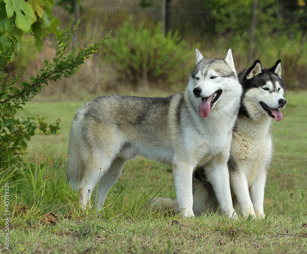 Two Siberian Husky Dogs