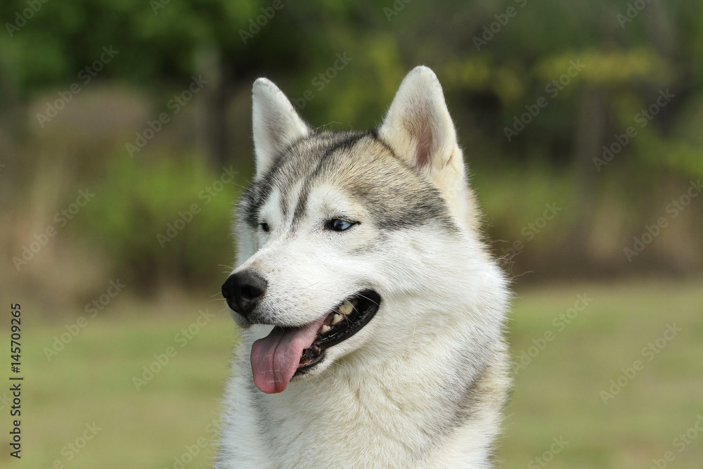 Siberian Husky Dog