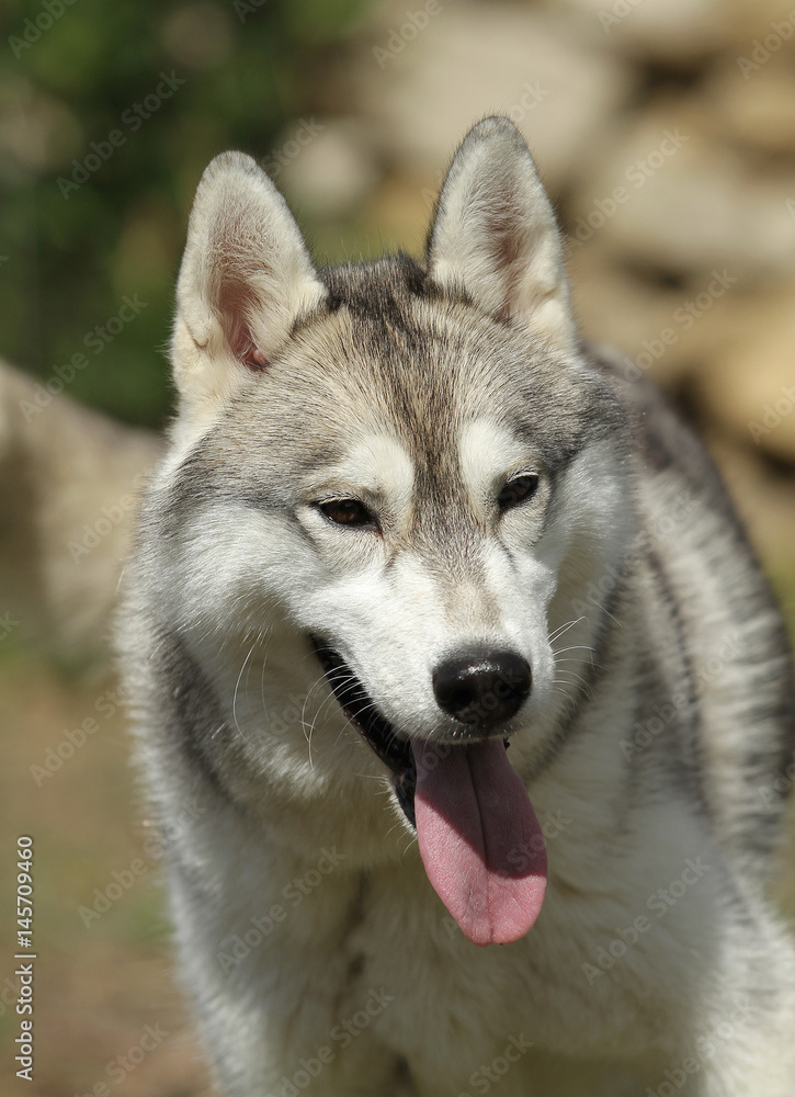 Siberian Husky Dog Siberian Husky Dog