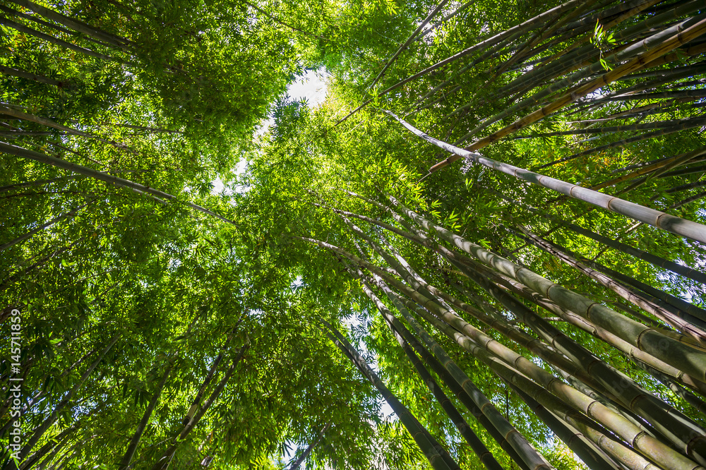 Thicket of tall bamboo trees fill the sky with greenery Thicket of tall bamboo trees fill the sky with greenery