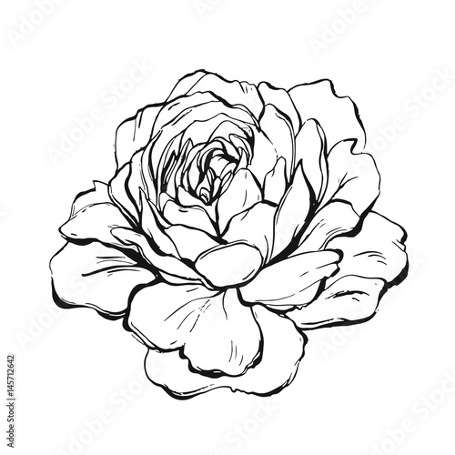 Hand made vector abstract graphic ink peony or rose flower isolated on white background.Outline design elements for boho wedding,birthday,save the date card