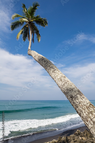 Single palm tree. Tropical beach on sunny day. photo