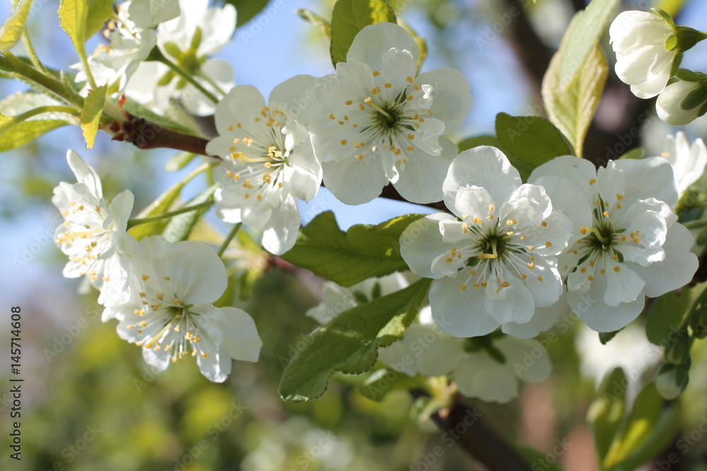 Fototapeta premium white flowers of cherry spring photo